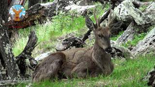 Huemul Ep.1 | Torres del Paine |