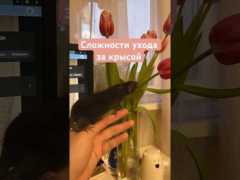 Сложности в содержании крысы 🐀 #животные #крыса #крысы #домашниекрысы #декоративныекрысы
