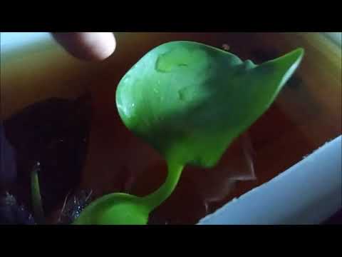agar-anakan-banyak-jantan-cara-beternak-ikan-cupang-hellboy