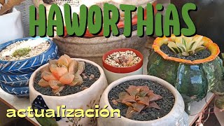 A pesar de las bajas temperaturas ellas lucen muy bonitas. #haworthia #suculentas #colors 