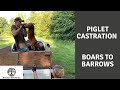 Getting Started with Pastured Pigs - Piglet Castration