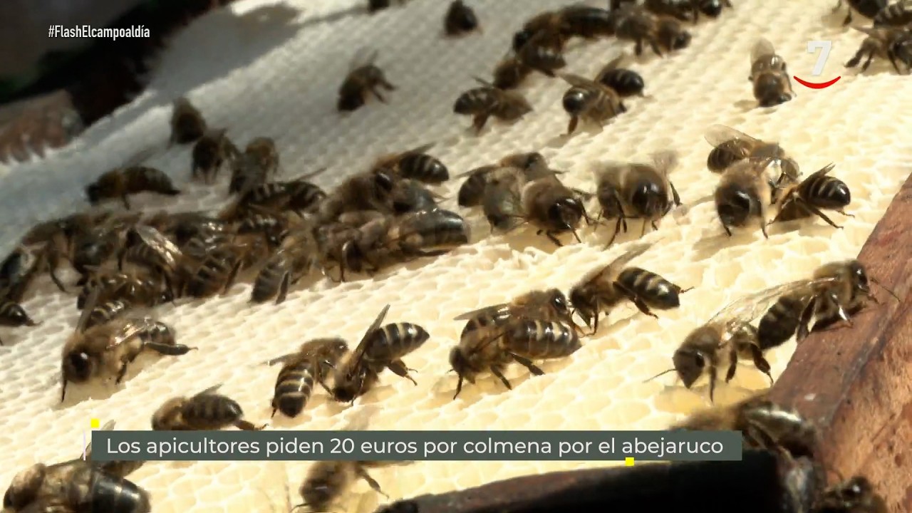 Flash El campo al día (14/09/2026): Los apicultores piden 20 euros por colmena por el abejaruco