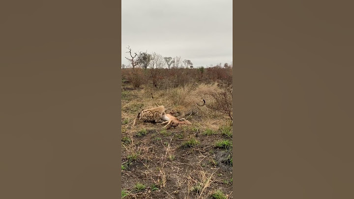 Leopard vs. Hyena: Battle for Food!