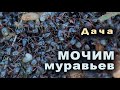 Война с муравьями. Они сами выносят все свои яйца..