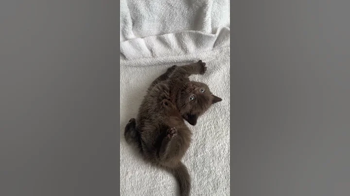 Video 9542191: british shorthair chocolate kitten, shorthair kittens born, kitten cute funny