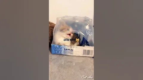 Watch the video about See this adorable kitten's 🐾😸💞#kitten #cute #cat #meow #shorts #funny