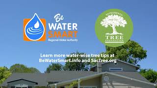 How to Give Young Trees the Water They Need