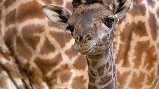 Toronto Zoo Baby Giraffe Live Cam 🎥 | Take Control of the Camera 🦒