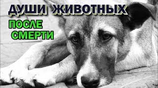 Астрал. Попадают ли в астрал домашние животные. Души животных после смерти Астрал. Попадают ли в астрал домашние животные. Души животных после смерти