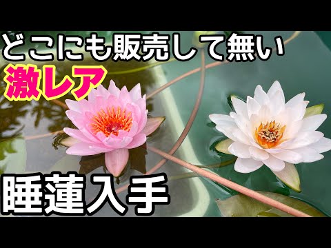 詩歌　天然翡翠　100%本物保証　トカゲと蓮　薄い緑　黄色い　可愛い 詩歌様専用 天然翡翠 100%本物保証 トカゲと蓮 薄い緑 黄色い 可愛い