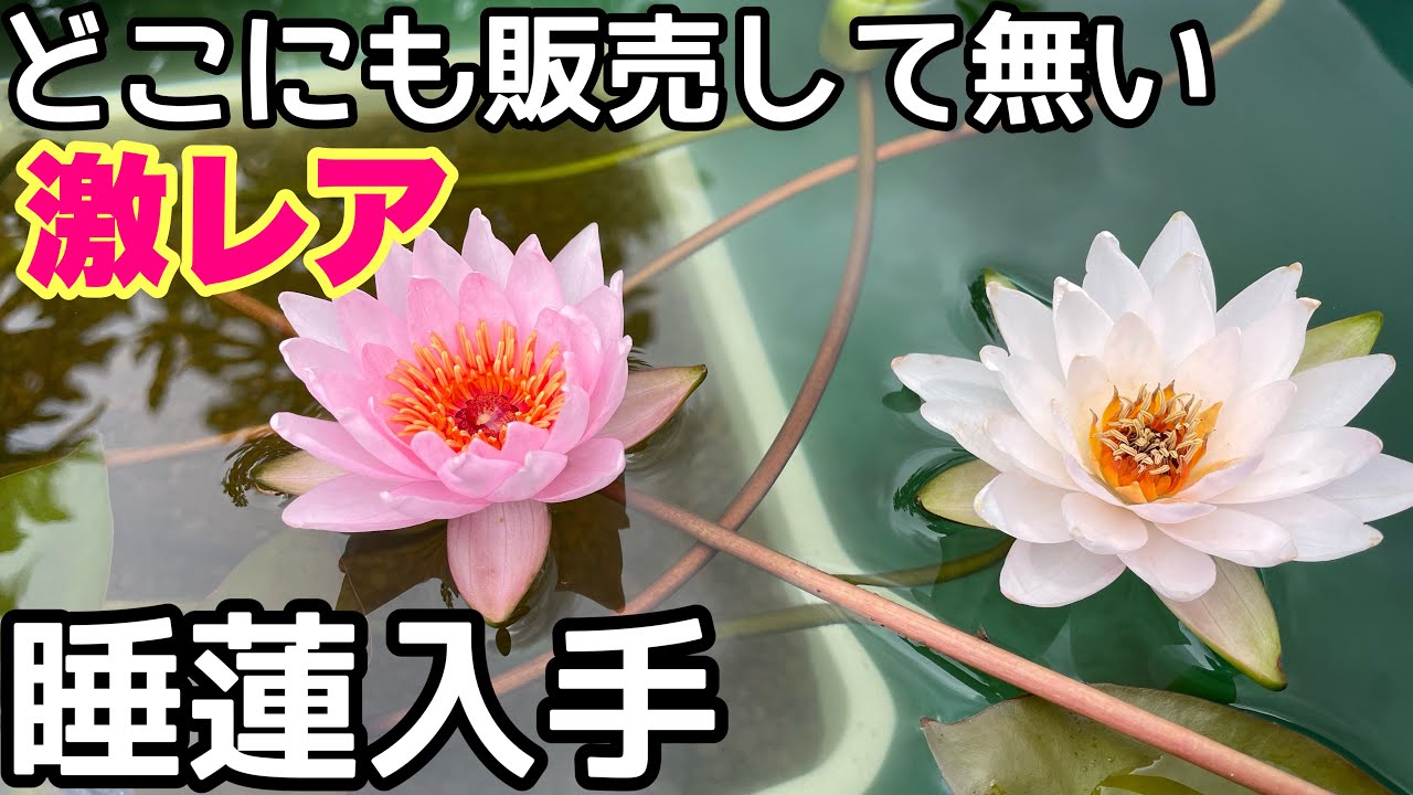 We got a rare water lily that is not sold anywhere in the world
