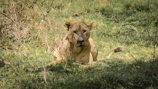 ANGRY LION