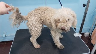 Grooming A 80% Blind Matted Dog
