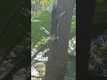 🐿️ Wild Thai Squirrel Up Close