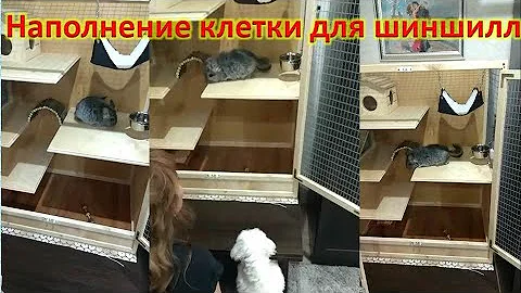 Наполнение клетки для шиншилл, обзор клетки шиншиллы (часть1) / что за зверь такой - ШИНШИЛЛА?