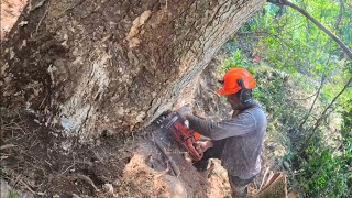 Quite difficult..!! cutting rainwater on the river bank among bamboo groves