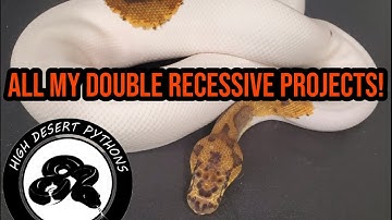 All My Double Recessive Projects! | High Desert Pythons