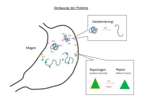 Video: Wann werden verdaute Proteine aufgesp alten?