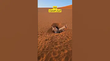 الثعلب الصحراوي الفنك 