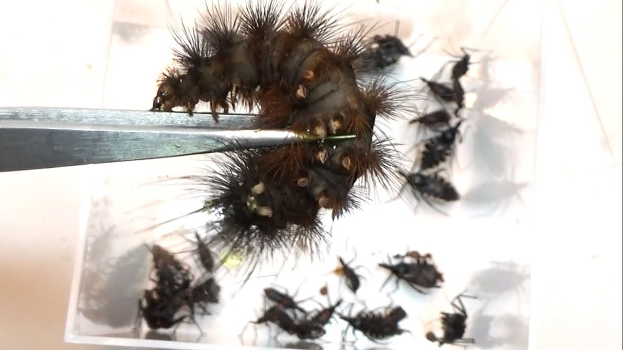 Dropping a thorny caterpillar into a sea of ​​carnivorous stink