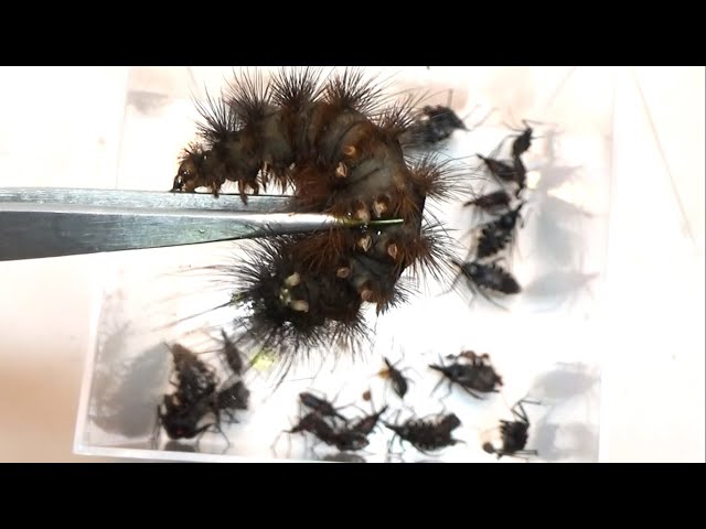Dropping a thorny caterpillar into a sea of ​​carnivorous stink