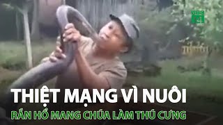 T.h.i.ệt m.ạ.n.g vì nuôi rắn hổ mang chúa làm thú cưng | VTC14