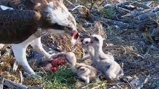 Download Lagu Induk Burung Memberi Makan Anaknya  MP3