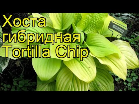 Хоста гибридная Тортилла чип. Краткий обзор, описание характеристик hosta hybrida Tortilla Chip