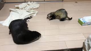 フェレットに噛まれるカワウソ Otter bitten by ferret