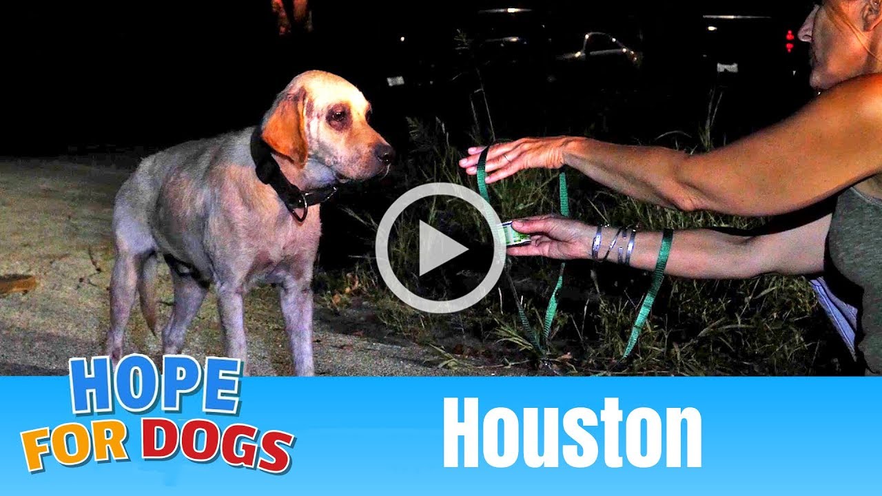 puppy paradise Hope Out-Smarted by Hungry Houston Homeless Dog - The Rescuers DNA