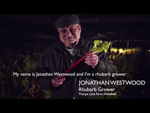 Video: Forcing Rhubarb In Winter