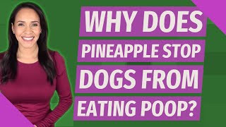 Why does pineapple stop dogs from eating poop?