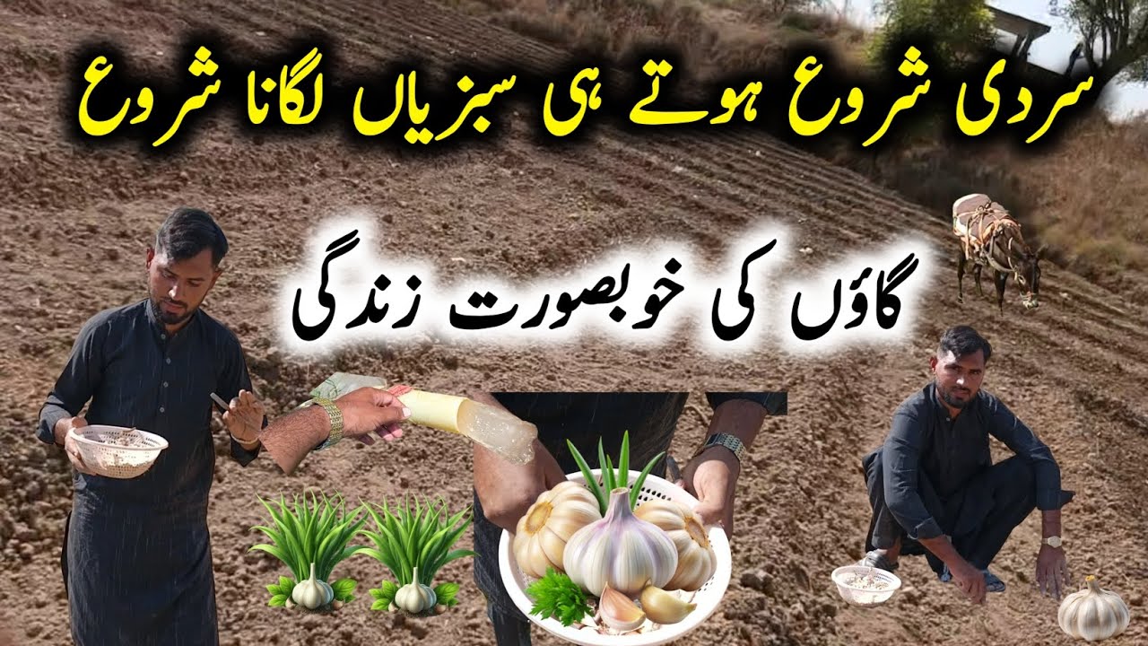 Garlic Planting Gone Wrong 😂 | Learn How to Grow Garlic & Winter Vegetables