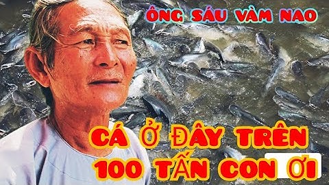 Kì Lạ: Mùa Nước Lũ Đàn Cá Tra Kéo Về Hàng 100 Tấn. Chiếm Lấy Nhà  ông 6 Tại Sông Vàm Nao An Giang