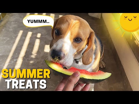 Video: The Healthy (and Delicious) Treat All the Dogs Are Barking About This Summer