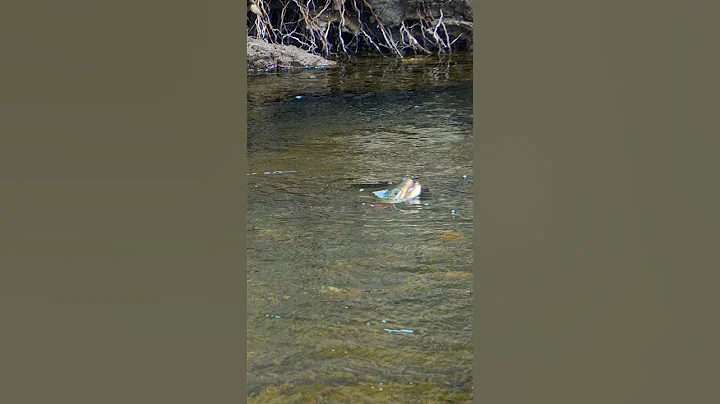 Steady slow rising is always fascinating to watch #fishing #trout #flyfishing #fiske