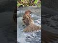 エビフライ #bird # Japanese sparrows