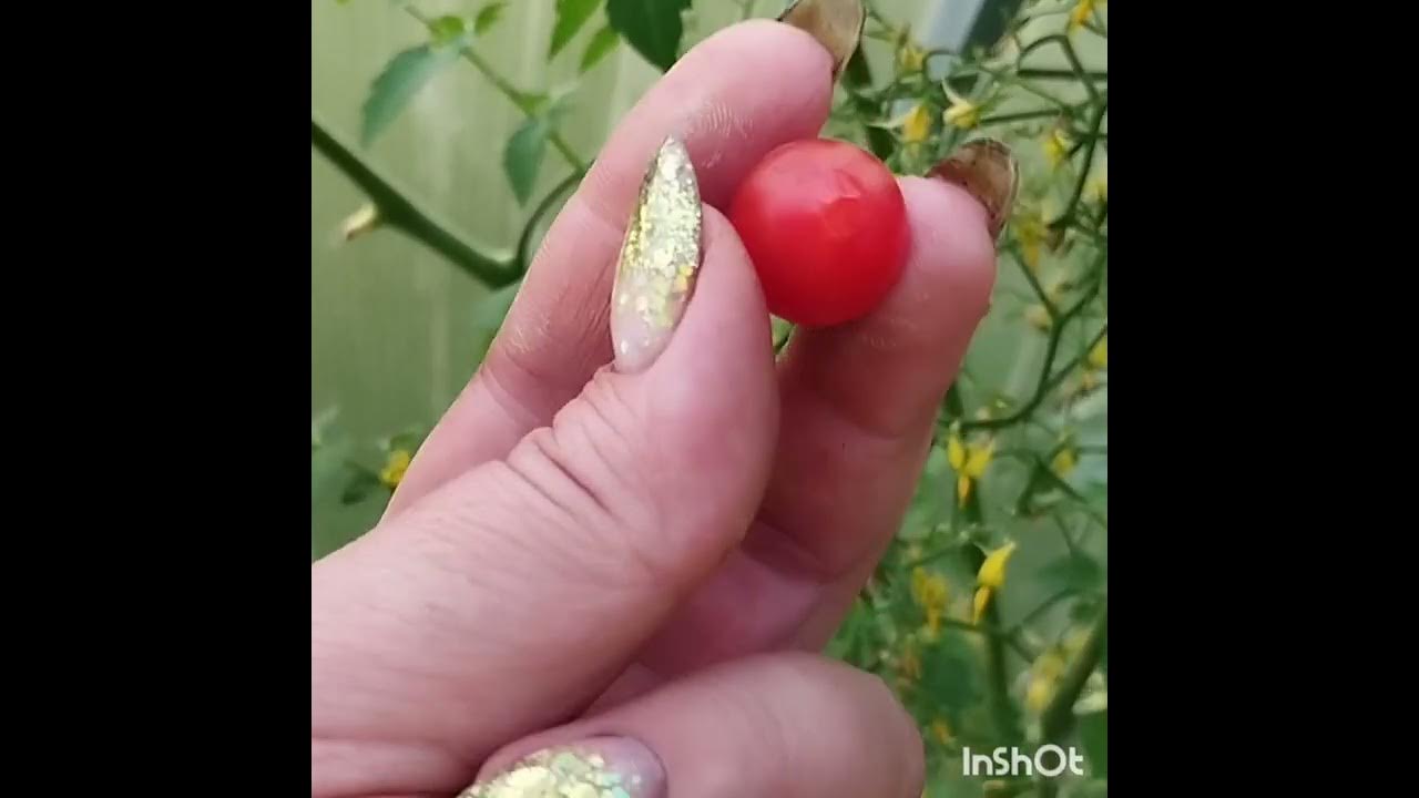 Томат Ожерелье красное и мои эксперименты с ним . Обрезка листвы и ...