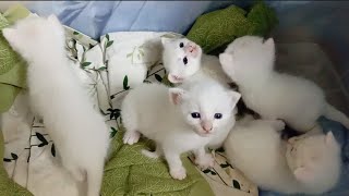 kittens or rat? #cat #kitten #kittens by Hope & Fun 837 views 1 month ago 48 seconds