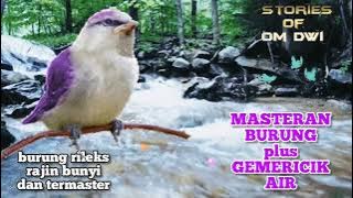 masteran plus terapi air ||burung rileks rajin bunyi termaster ||@stories of om dwi