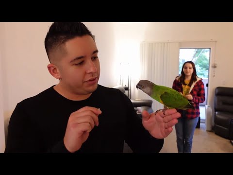 Video: Bagaimana Menyosialisasikan Parakeet Anda