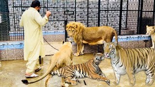 Aj saray lions tigers ko ikatha kar kay shower dia