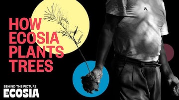 Is everyone getting tree planting wrong?