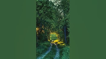 سورة الفلق بصوت الشيخ سعد الغامدي