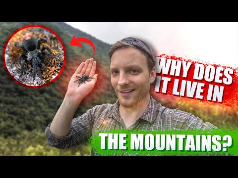 This Tarantula Is Special - Here Is Why!