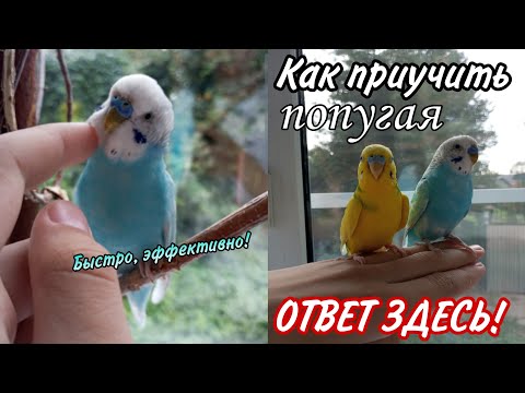 Как ПРИРУЧИТЬ ПОПУГАЯ к рукам? - Ответ ЗДЕСЬ❗