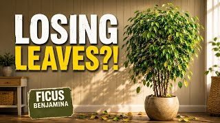 Information Why Is My Ficus Losing So Many Leaves News