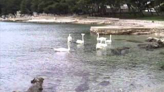 Miniatura del video "KLAPA ŠIBENIK - KAD SI BILA MALA MARE"