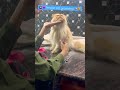 Persian Cat Grooming Heavy Coat ЁЯШНЁЯлгЁЯТ Catsbae Shorts Persian Cat Grooming Heavy Coat ЁЯШНЁЯлгЁЯТ Catsbae Shorts