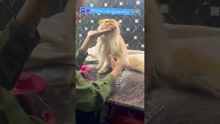 Persian cat grooming heavy coat  #catsbae #shorts